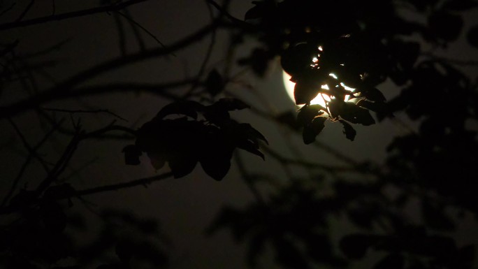 实拍-月光透过树枝