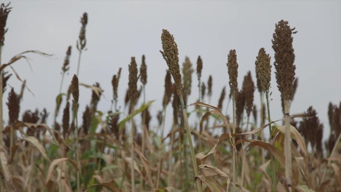 高粱地 高粱酒 原材料 金门高粱