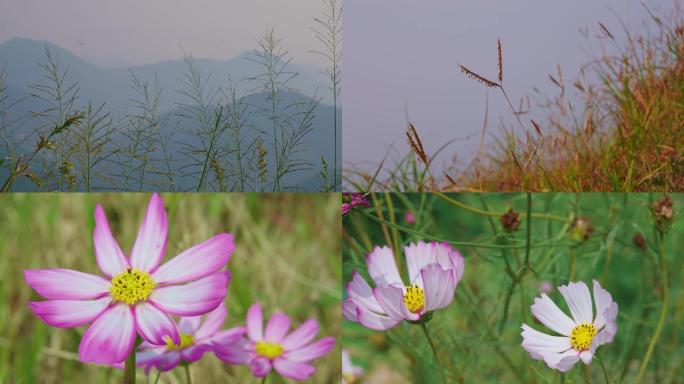 11760 诗画山草仙境大自然空境高山