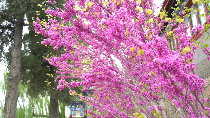 紫荆花-春天景色紫荆树