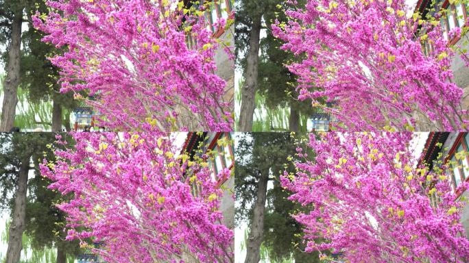 紫荆花-春天景色紫荆树