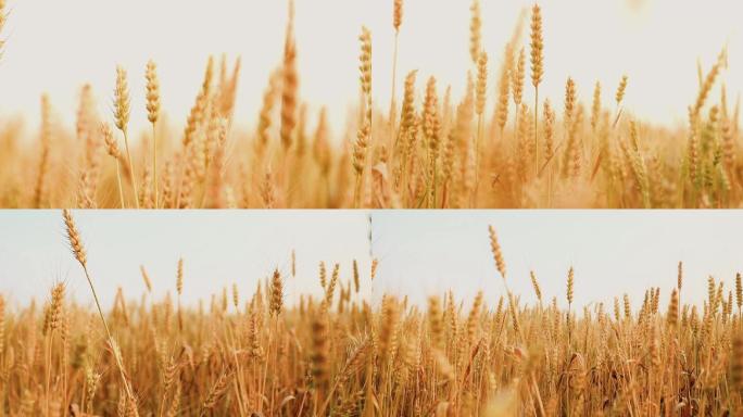 金黄色小麦1080P