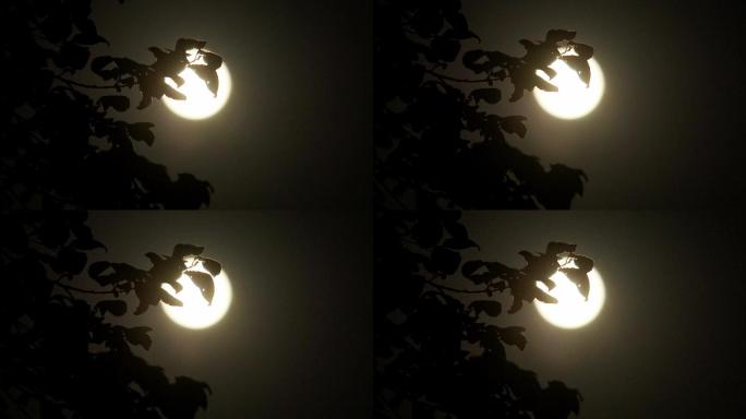 实拍月圆月亮-微风中的树枝