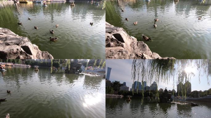 北京城市风光公园湖面