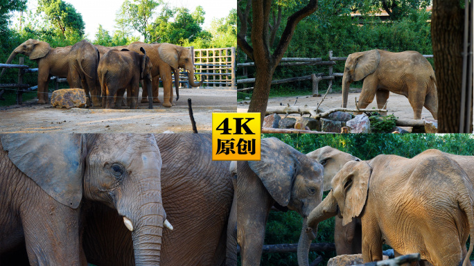 4K原创)动物园里的大象群