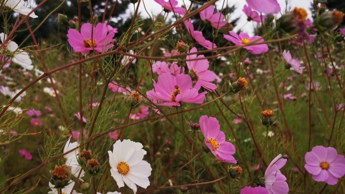 视频4K素材.摇曳的花朵和蜜蜂