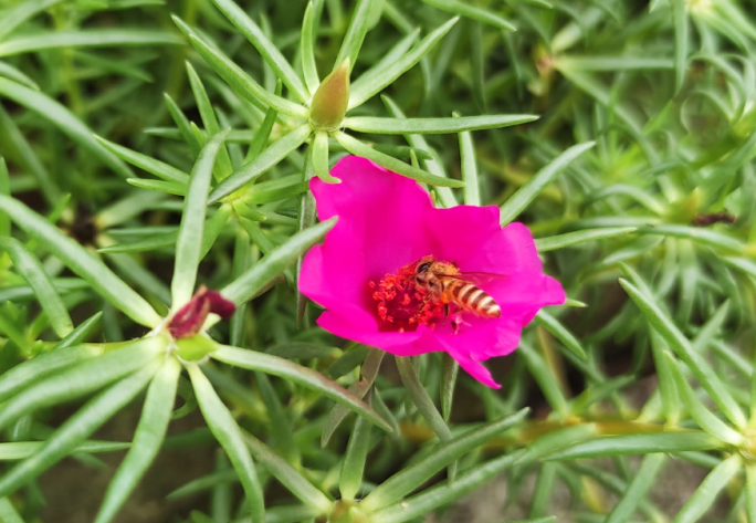 蜜蜂采花粉实拍