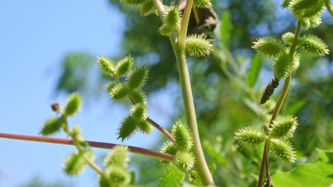 苍耳子草本植物、入药药材