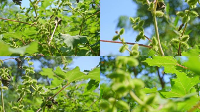 苍耳子草本植物、入药药材