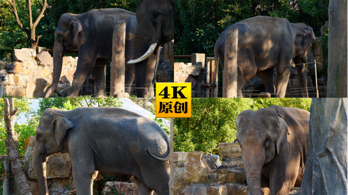 4K原创)动物园里来回踱步的大象