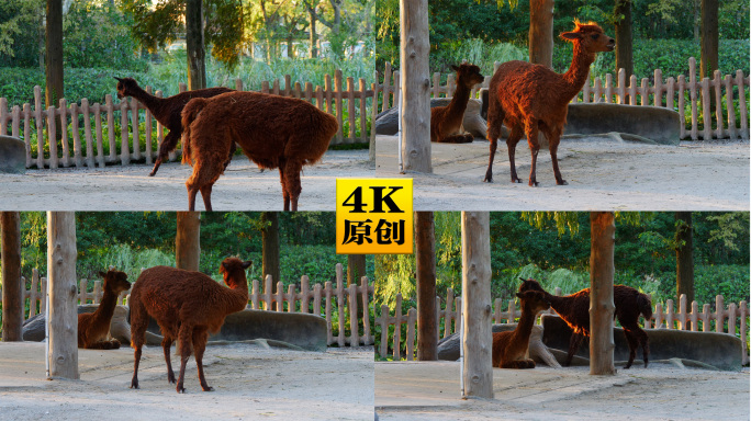 4K原创)动物园里的羊驼草泥马