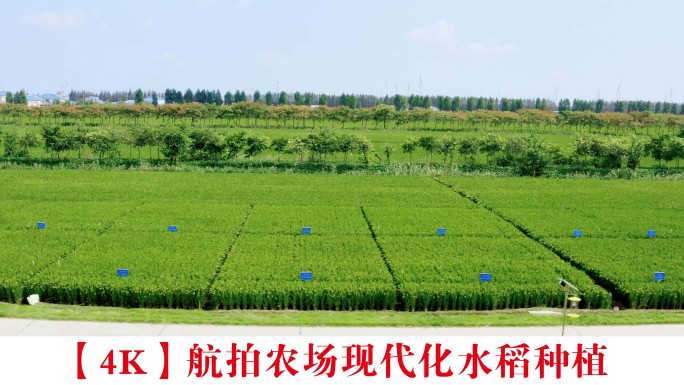 【4K】航拍农场现代化水稻种植