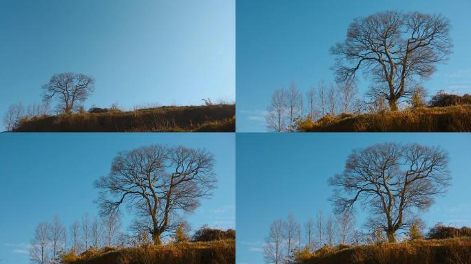 老树视频农村冬季村口一棵特殊枯枝大树