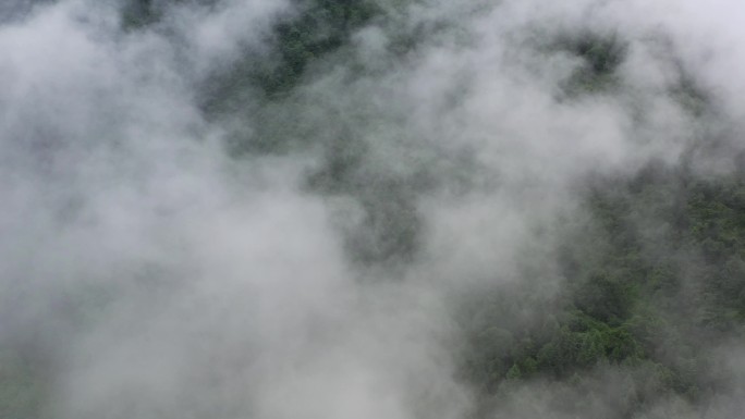 森林云雾，森林云海