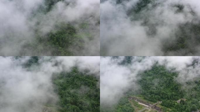 森林云雾，森林云海