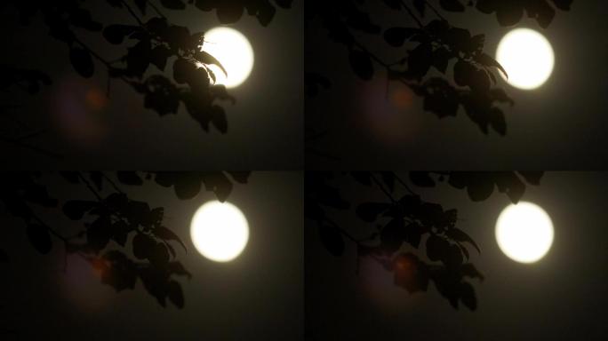 实拍-树梢上的月亮-皓月当空