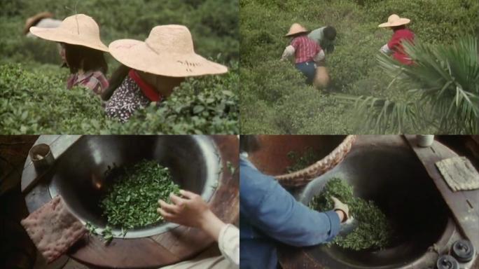 80年代采茶制茶