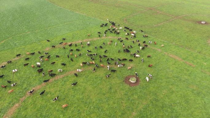 澳洲奶牛牧场