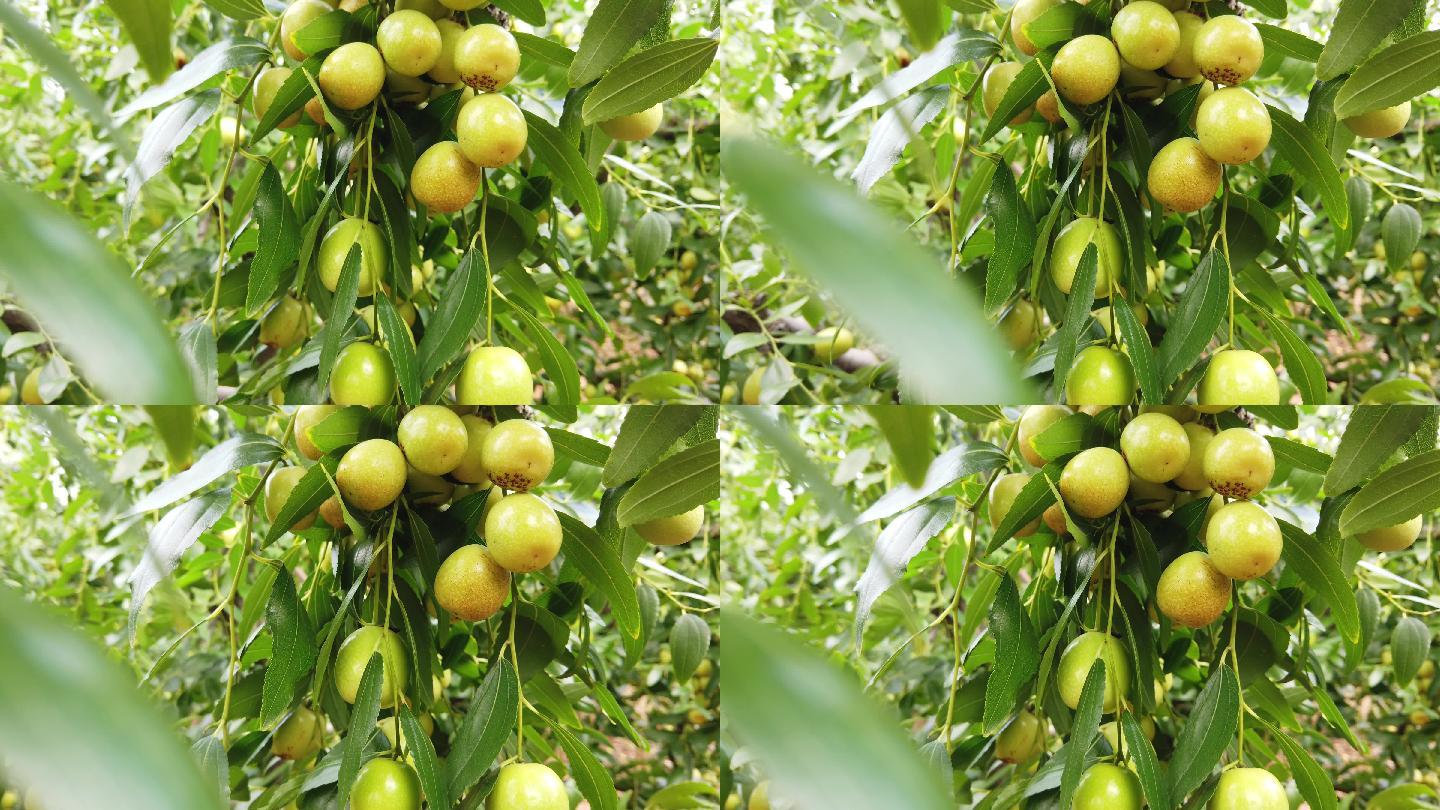 果园里一棵长满新鲜枣的枣树特写