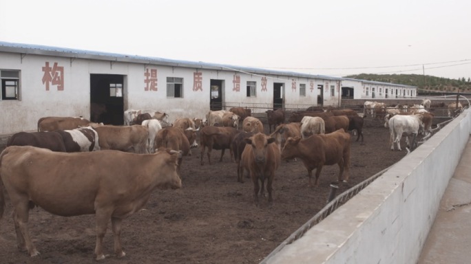 畜牧业科技大棚养牛