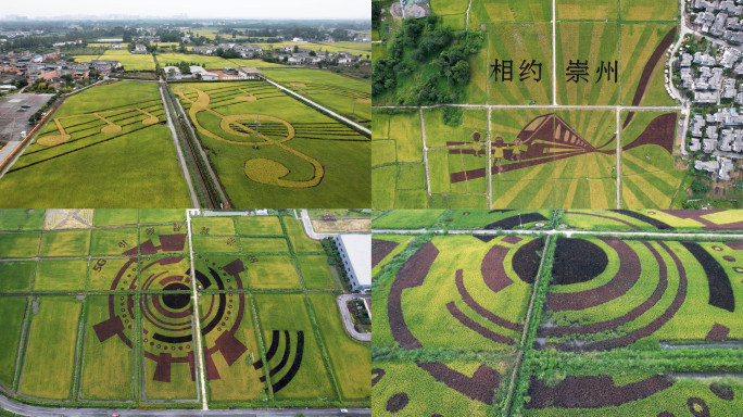 4K航拍四川成都崇州稻田画