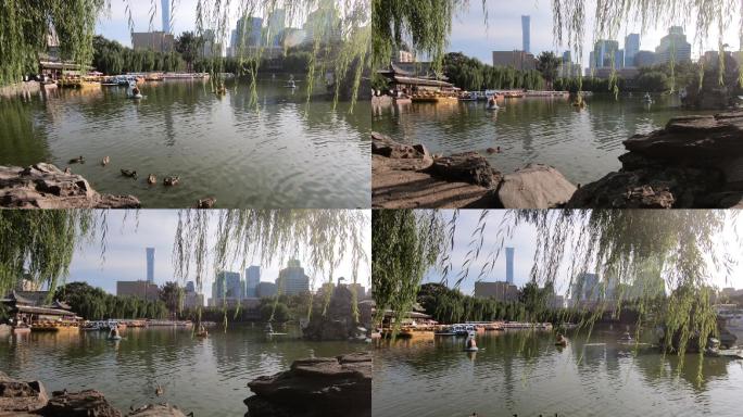 北京城市春天风光公园湖
