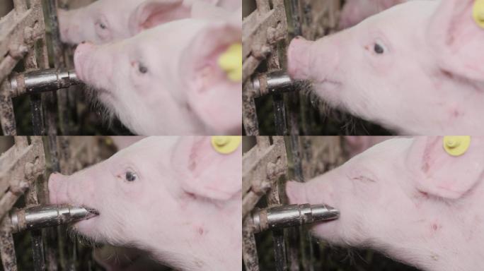 养猪场猪喝水