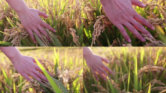 夕阳下手指抚摸水稻麦穗行走