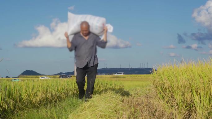 收割稻谷田间干活稻谷打包稻子成熟了