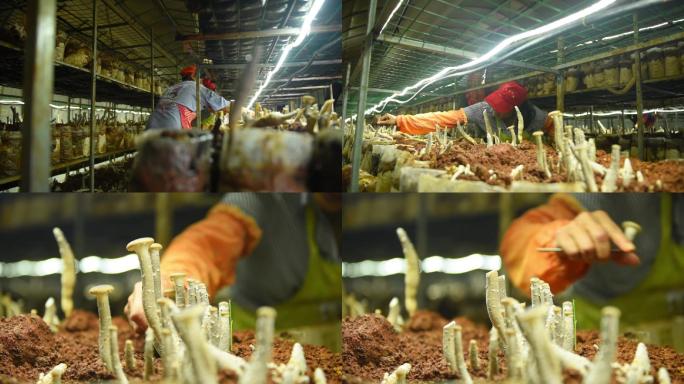 菌菇养殖基地