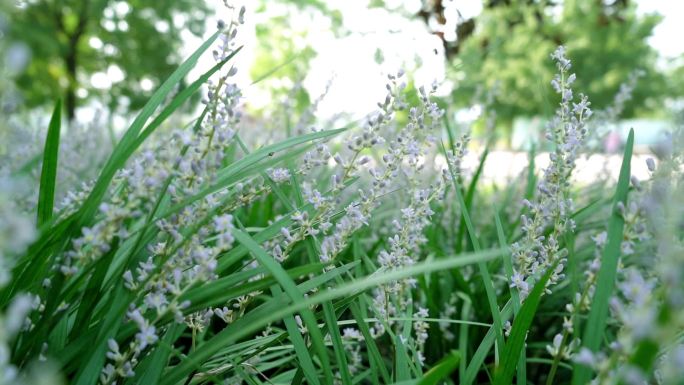 兰花三七,小叶麦冬