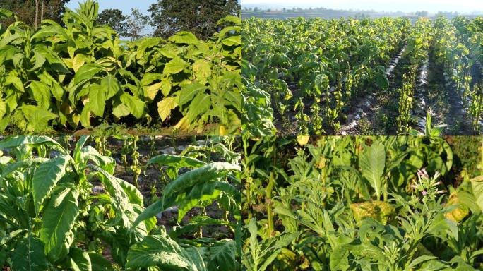 黄烟种植实拍素材