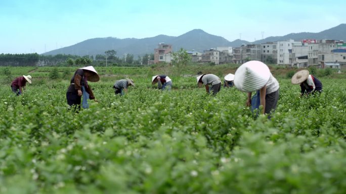 种茶 采茶 茉莉花茶 广西茶场 茶农