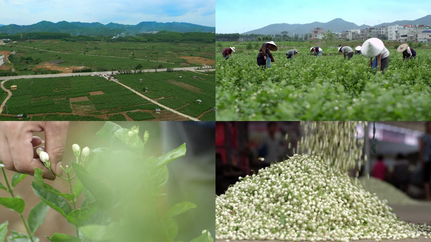 种茶 采茶 茉莉花茶 广西茶场 茶农