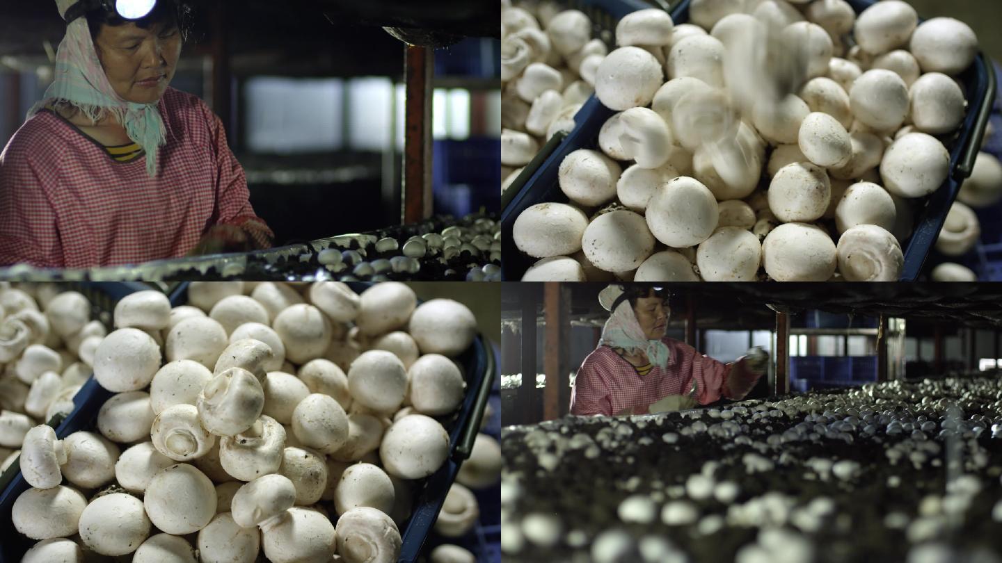 蘑菇 养殖 农业 大棚养殖 口蘑