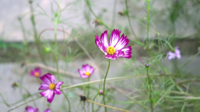 波斯菊，大波斯菊，秋樱