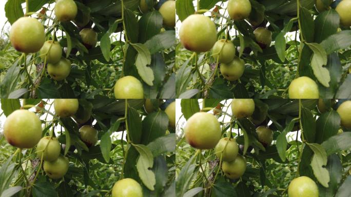 果园里一棵长满新鲜枣的枣树特写