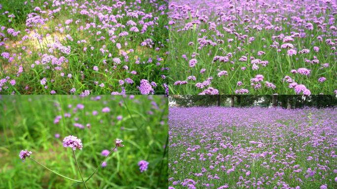 柳叶马鞭草，铁马鞭、龙芽草、燕尾草