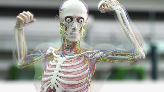 人体 脊椎 肌腱 数字动画 人体肌肉