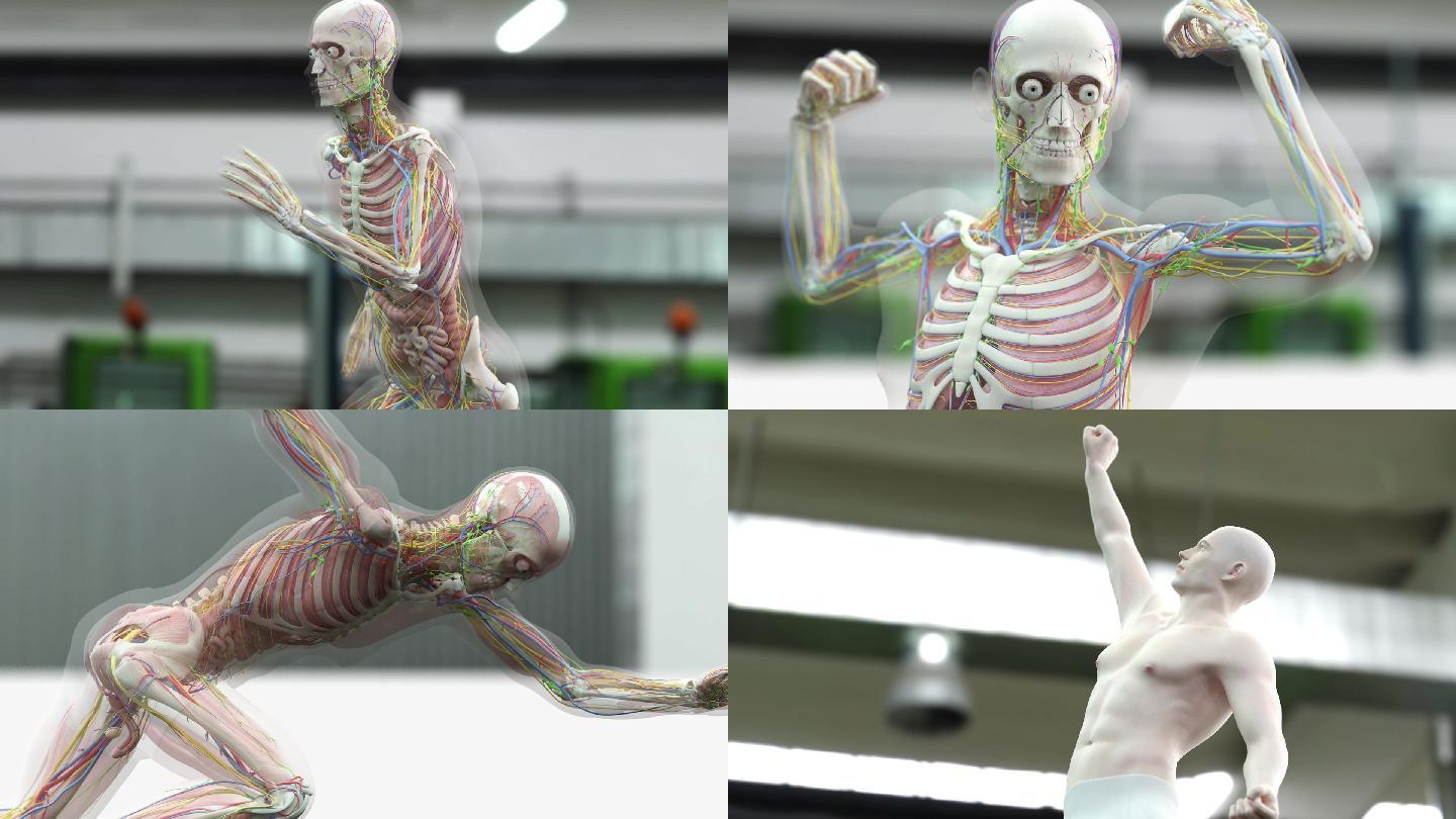 人体 脊椎 肌腱 数字动画 人体肌肉