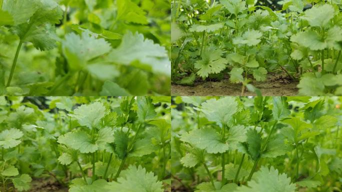 香菜芫荽种植