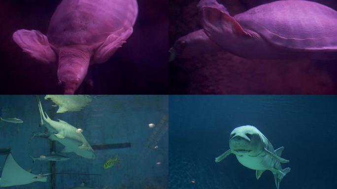 水族馆 海洋馆 海洋生物