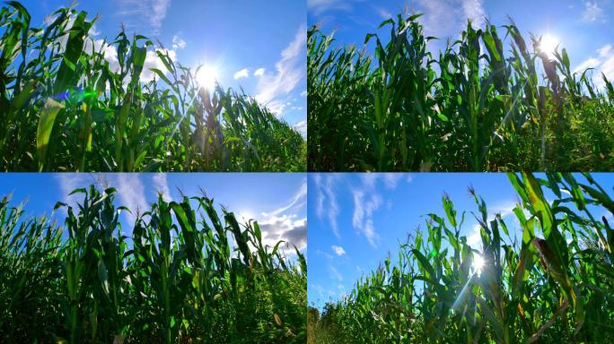 【4K延时】阳光下的玉米地