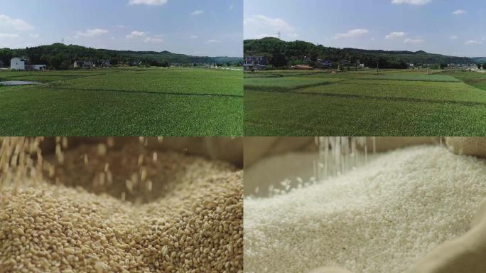 小麦 粮食 麦田