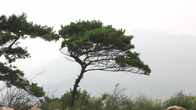 农村道路 山间野花 水库 松鼠 风力发电