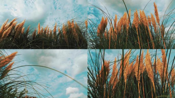 （多镜头）风中荡漾的芦苇草