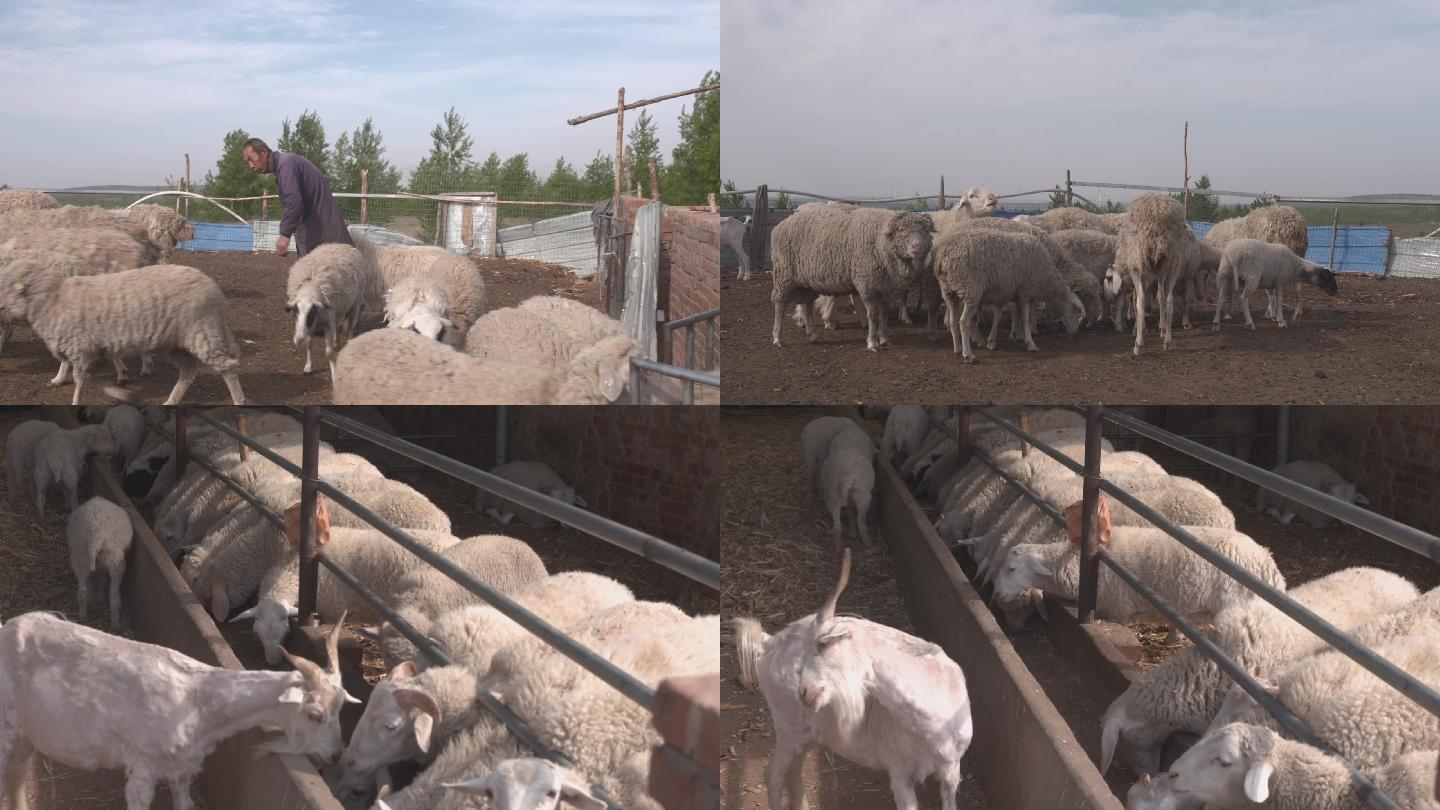 农户家养的羊群
