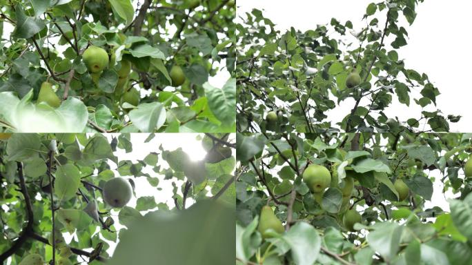 4K成熟的梨树升格