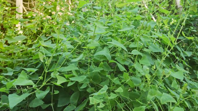 杠板归药用植物