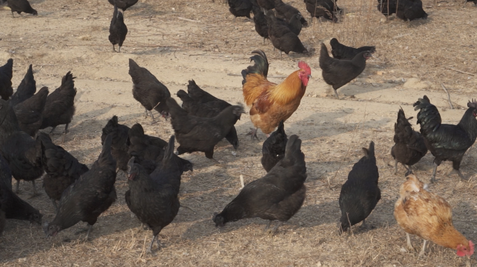 4k实拍鸡吃东西的鸡黑色的鸡鸡叫秋冬鸡